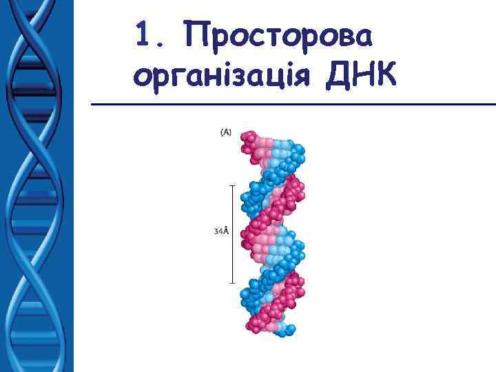 1. Просторова організація ДНК 