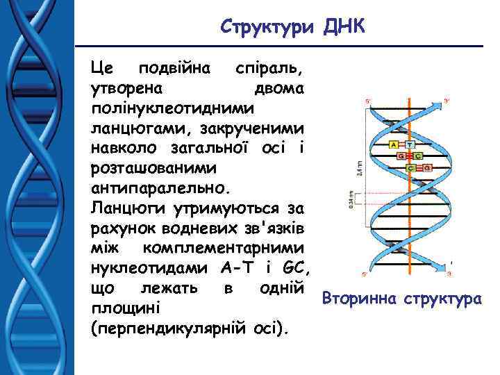 Структури ДНК Це подвійна спіраль, утворена двома полінуклеотидними ланцюгами, закрученими навколо загальної осі і