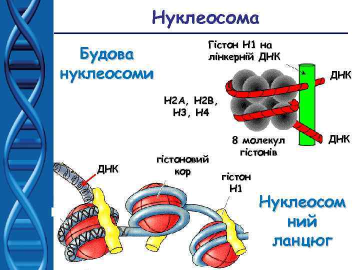 Нуклеосома Будова нуклеосоми Гістон Н 1 на лінкерній ДНК Н 2 А, Н 2