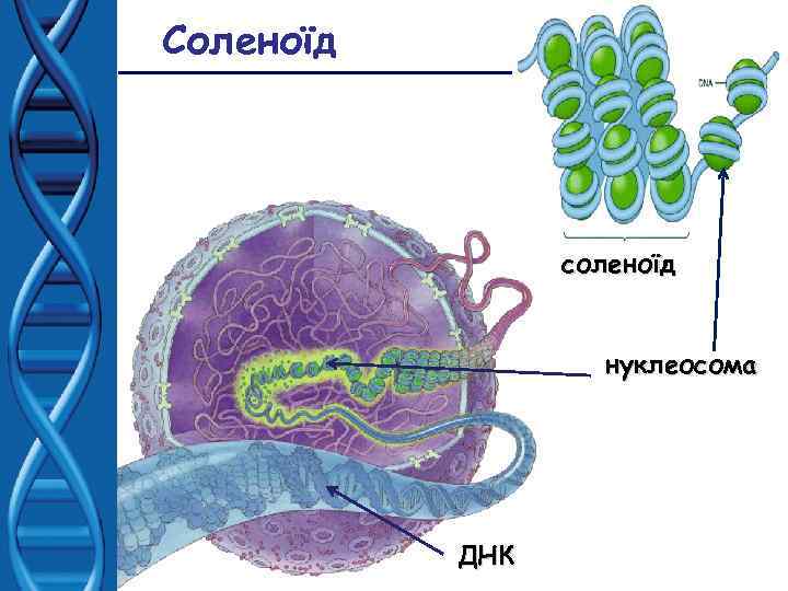Соленоїд соленоїд нуклеосома ДНК 