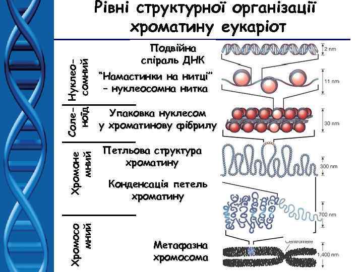 Хромосо мний Хромоне мний Соле- Нуклеоноїд сомний Рівні структурної організації хроматину еукаріот Подвійна спіраль