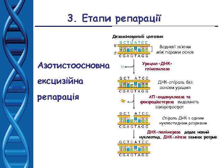 3. Етапи репарації Дезамінований цитозин Водневі зв’язки між парами основ Азотистоосновна ексцизійна репарація Урацил-ДНКглікозилаза