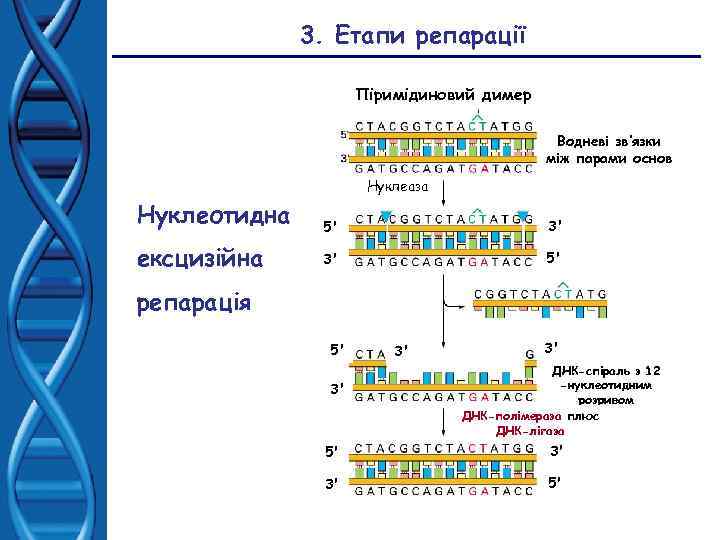 3. Етапи репарації Піримідиновий димер Водневі зв’язки між парами основ Нуклеаза Нуклеотидна 5' 3'