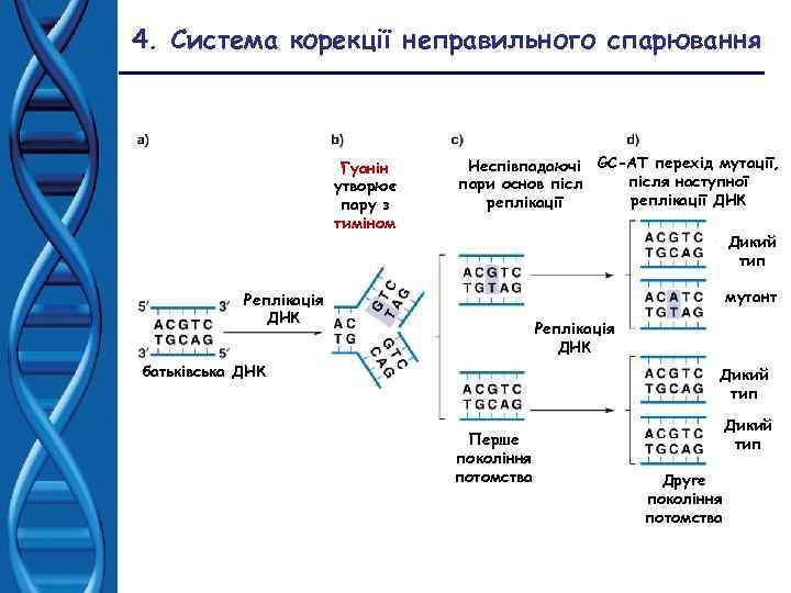 4. Система корекції неправильного спарювання Гуанін утворює пару з тиміном Неспівпадаючі GC-AT перехід мутації,