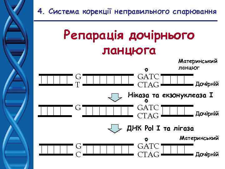 4. Система корекції неправильного спарювання Репарація дочірнього ланцюга Материнський ланцюг G T GATC CTAG