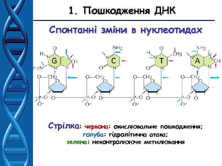 1. Пошкодження ДНК Спонтанні зміни в нуклеотидах Стрілка: червона: окислювальне пошкодження; голуба: гідролітична атака;