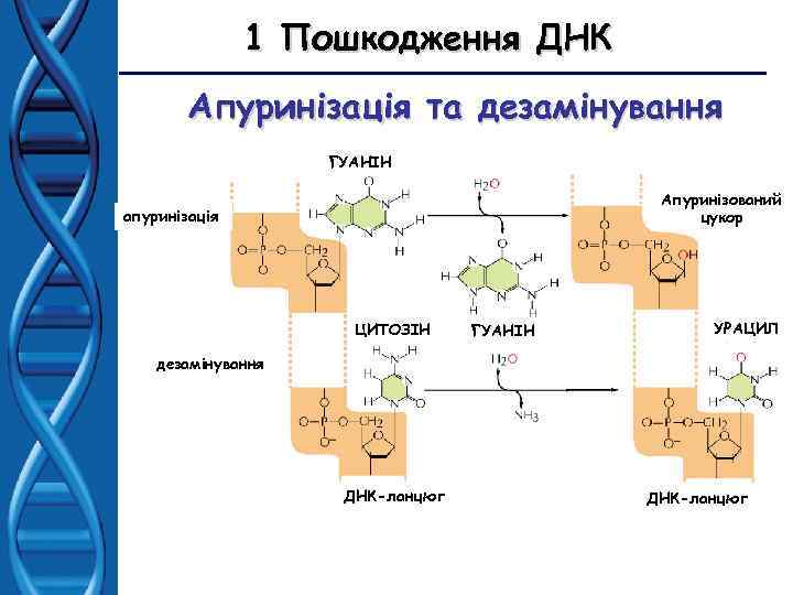 1 Пошкодження ДНК Апуринізація та дезамінування ГУАНІН Апуринізований цукор апуринізація ЦИТОЗІН ГУАНІН УРАЦИЛ дезамінування