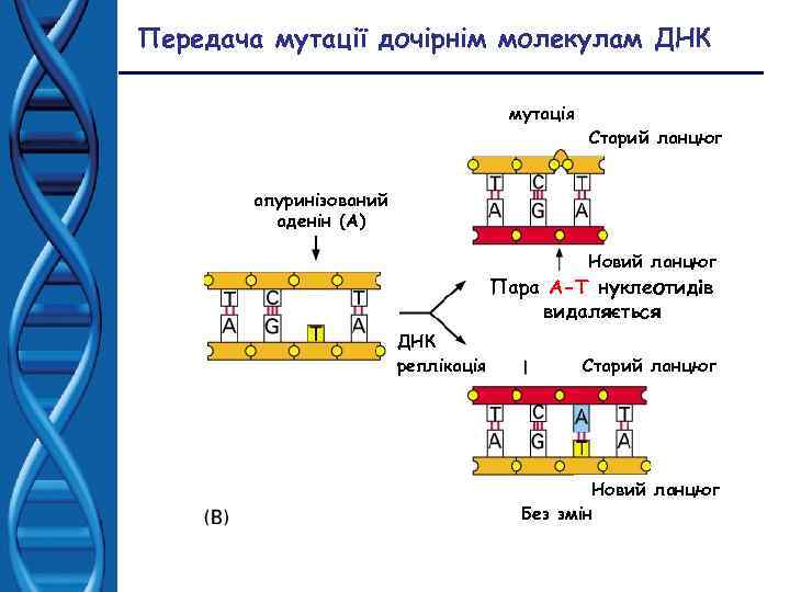 Передача мутації дочірнім молекулам ДНК мутація Старий ланцюг апуринізований аденін (А) Новий ланцюг Пара