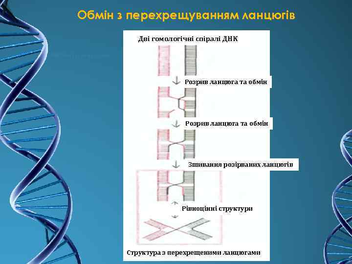 Обмін з перехрещуванням ланцюгів Дві гомологічні спіралі ДНК Розрив ланцюга та обмін Зшивання розірваних