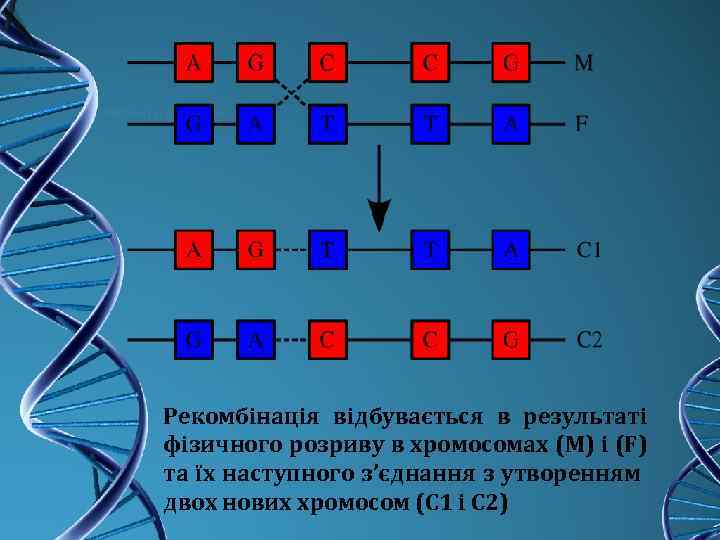 Рекомбінація відбувається в результаті фізичного розриву в хромосомах (М) і (F) та їх наступного