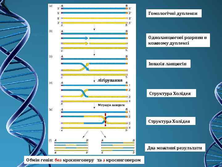 Гомологічні дуплекси Одноланцюгові розриви в кожному дуплексі Інвазія ланцюгів лігірування Структура Холідея Міграція ланцюга