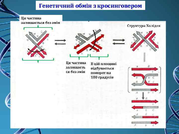 Генетичний обмін з кросинговером Ця частина залишається без змін Ця частина залишаєть ся без