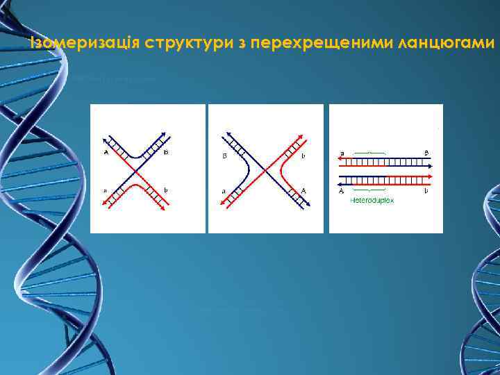 Ізомеризація структури з перехрещеними ланцюгами 