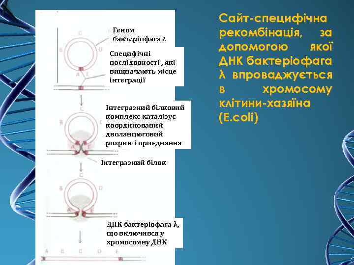 Геном бактеріофага λ Специфічні послідовності , які вищначають місце інтеграції Інтегразний білковий комплекс каталізує