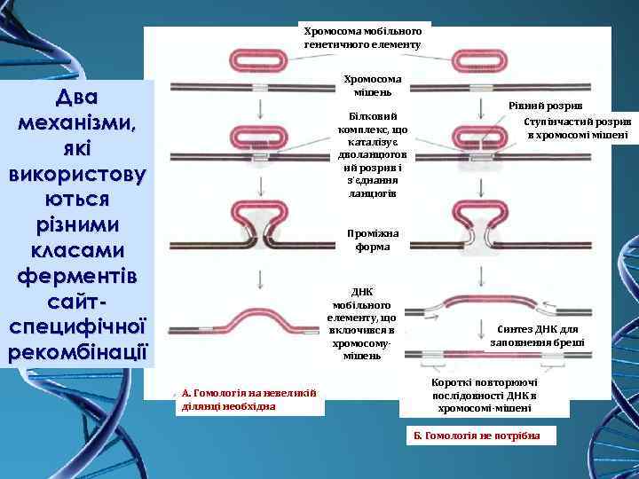Хромосома мобільного генетичного елементу Хромосома мішень Два механізми, які використову ються різними класами ферментів