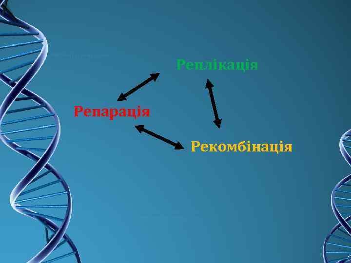 Реплікація Репарація Рекомбінація 