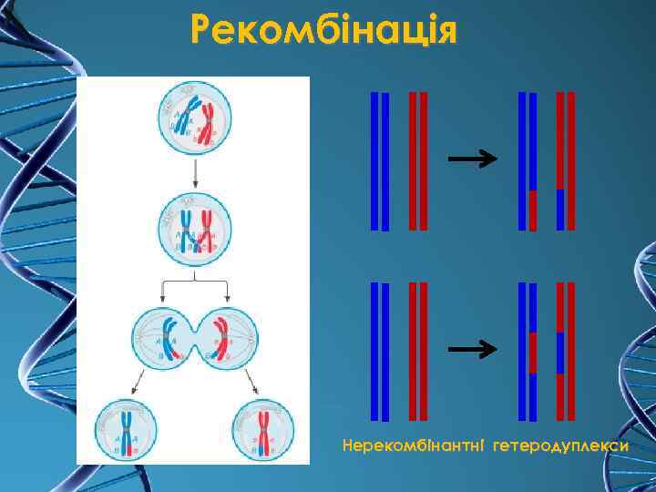 Рекомбінація Нерекомбінантні гетеродуплекси 