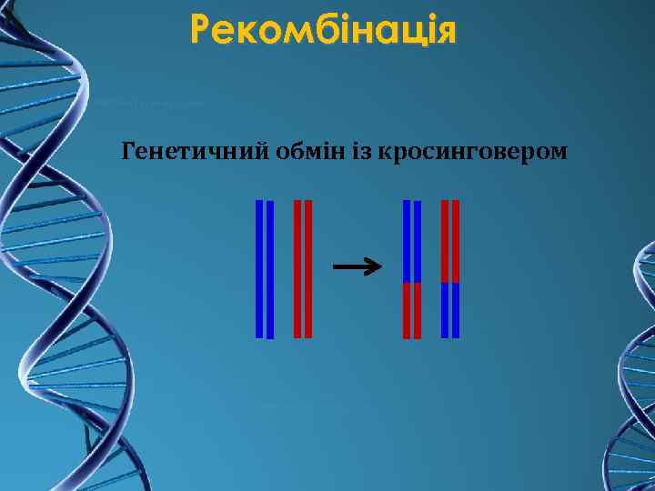 Рекомбінація Генетичний обмін із кросинговером 