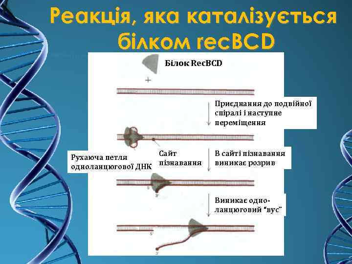 Реакція, яка каталізується білком rec. BCD Білок Rec. BCD Приєднання до подвійної спіралі і