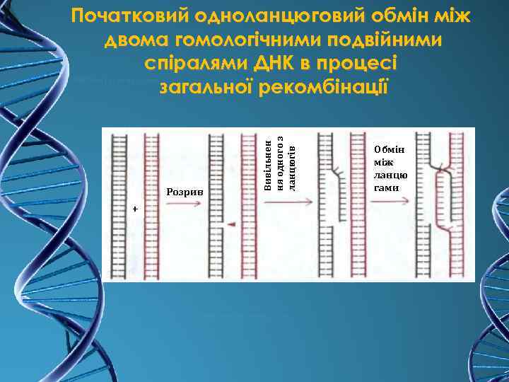 Розрив + Вивільнен ня одного з ланцюгів Початковий одноланцюговий обмін між двома гомологічними подвійними