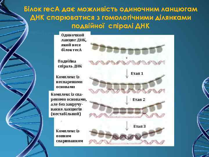 Білок rec. A дає можливість одиночним ланцюгам ДНК спарюватися з гомологічними ділянками подвійної спіралі