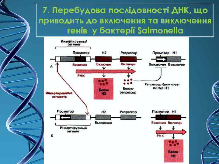 7. Перебудова послідовності ДНК, що приводить до включення та виключення генів у бактерії Salmonella