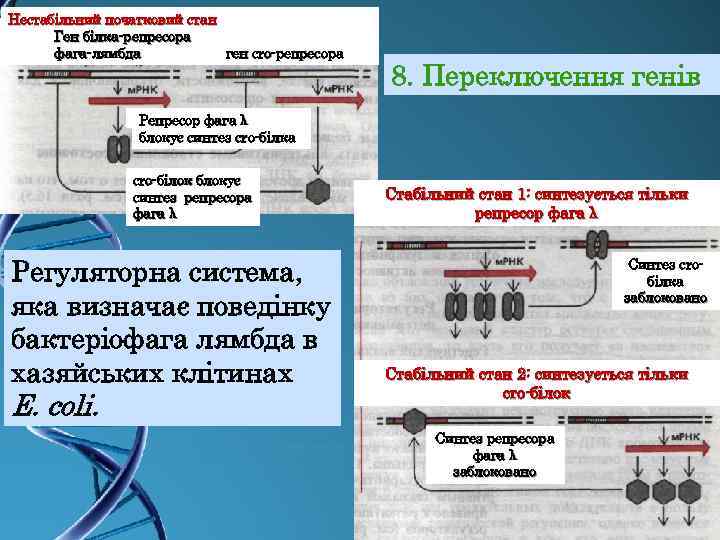 Нестабільний початковий стан Ген білка-репресора фага-лямбда ген cro-репресора 8. Переключення генів Репресор фага λ