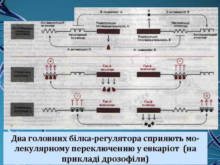 Два головних білка-регулятора сприяють молекулярному переключению у евкаріот (на прикладі дрозофіли) 