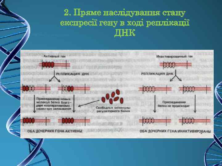 2. Пряме наслідування стану експресії гену в ході реплікації ДНК 