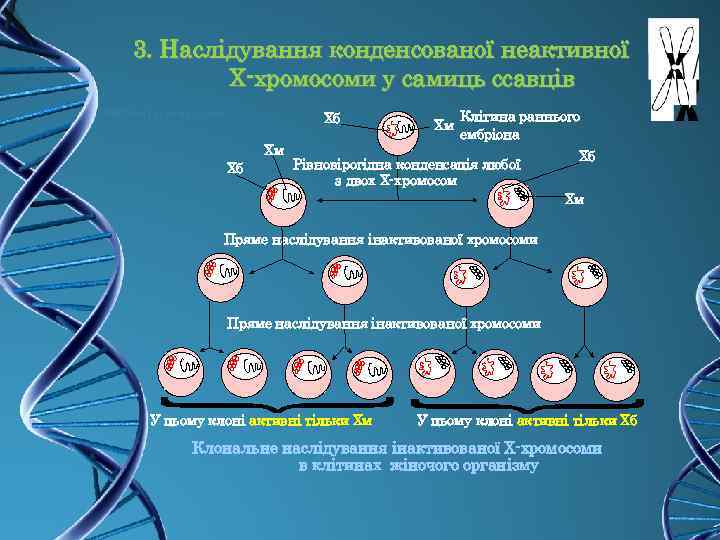 3. Наслідування конденсованої неактивної Х-хромосоми у самиць ссавців Хб Хм Клітина раннього ембріона Рівновірогідна
