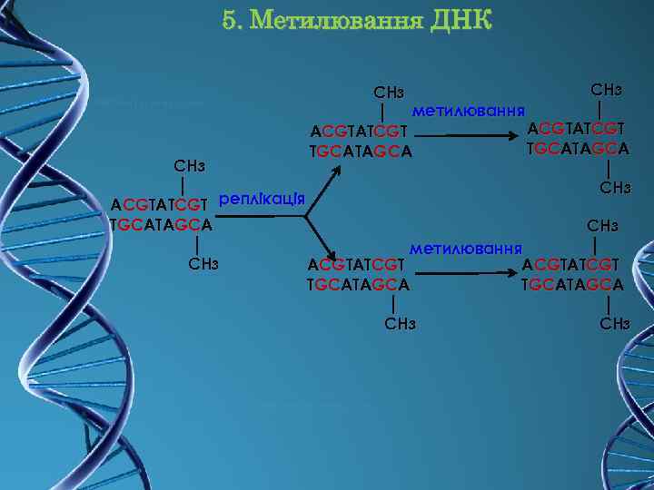 5. Метилювання ДНК CH 3 │ метилювання │ ACGTATCGT TGCATAGCA │ CH 3 │