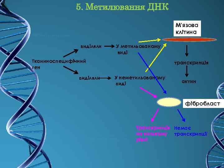 5. Метилювання ДНК М’язова клітина виділяли У метильованому виді Тканиноспецифічний ген виділяли транскрипція У