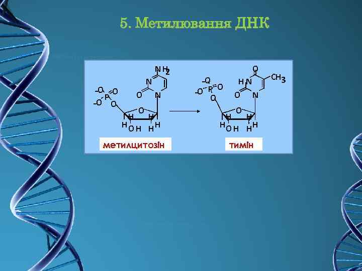 5. Метилювання ДНК -O O P -O O NH 2 N O H H
