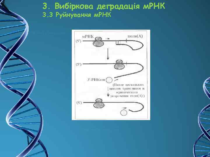 3. Вибіркова деградація м. РНК 3. 3 Руйнування м. РНК 