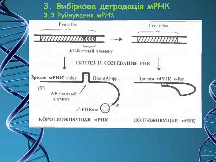 3. Вибіркова деградація м. РНК 3. 3 Руйнування м. РНК 