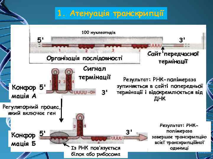 1. Атенуація транскрипції 100 нуклеотидів 5' 3' Сайт передчасної термінації Організація послідовності Сигнал термінації