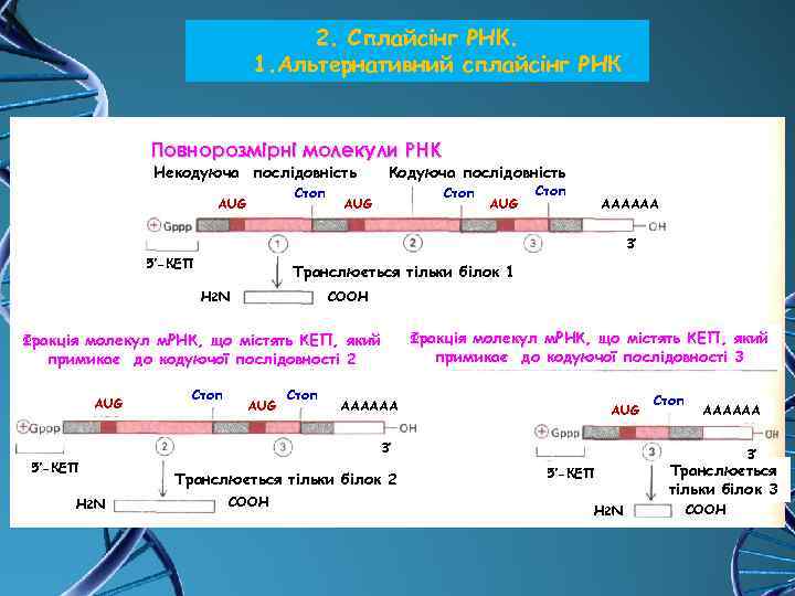 2. Сплайсінг РНК. 1. Альтернативний сплайсінг РНК Повнорозмірні молекули РНК Некодуюча послідовність Стоп AUG