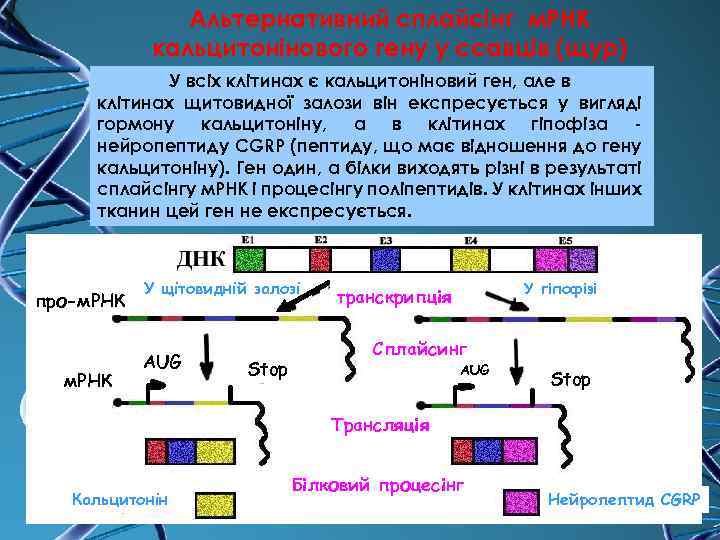 Альтернативний сплайсінг м. РНК кальцитонінового гену у ссавців (щур) У всіх клітинах є кальцитоніновий