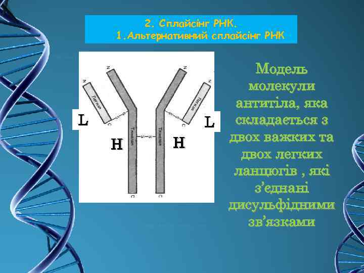 2. Сплайсінг РНК. 1. Альтернативний сплайсінг РНК L Н Н Модель молекули антитіла, яка