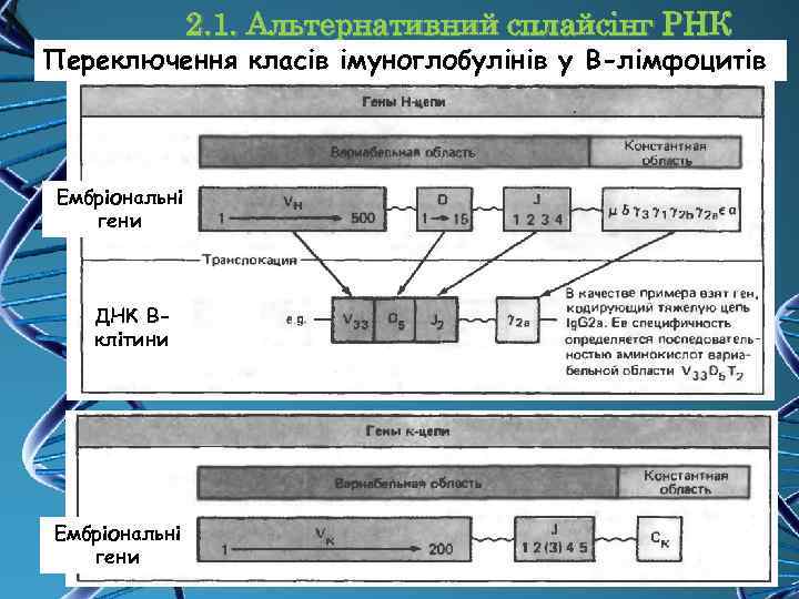 2. 1. Альтернативний сплайсінг РНК Переключення класів імуноглобулінів у B-лімфоцитів Ембріональні гени ДНК Вклітини