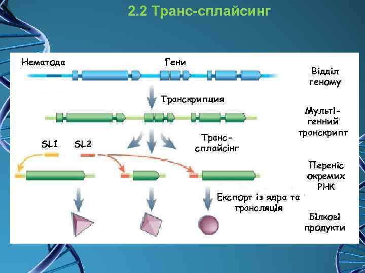 Транскрипция генома. Сплайсинг РНК механизм. Транс сплайсинг механизм. Транскрипция сплайсинг. Транс–сплайсинга сплайсинг РНК.