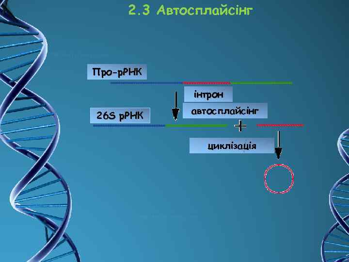 2. 3 Автосплайсінг Про-р. РНК інтрон 26 S р. РНК автосплайсінг циклізація 