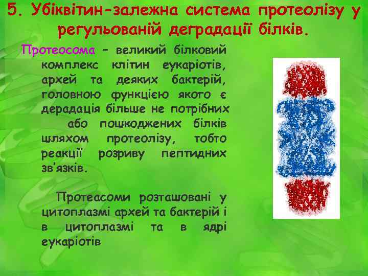 5. Убіквітин-залежна система протеолізу у регульованій деградації білків. Протеосома – великий білковий комплекс клітин