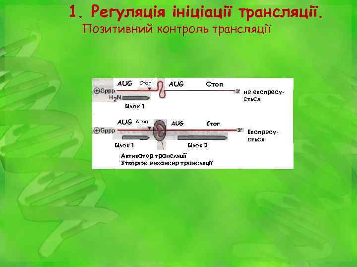 1. Регуляція ініціації трансляції. Позитивний контроль трансляції AUG Стоп не експресується Білок 1 AUG