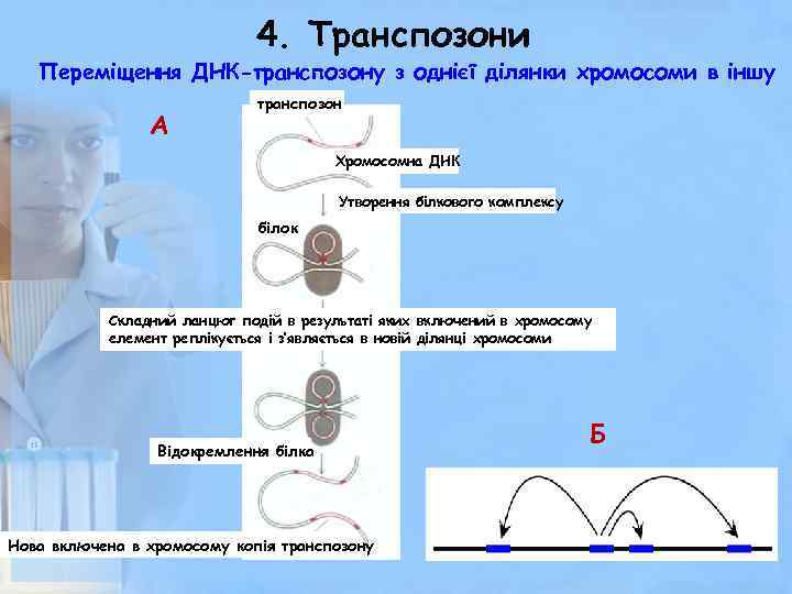 4. Транспозони Переміщення ДНК-транспозону з однієї ділянки хромосоми в іншу А транспозон Хромосомна ДНК