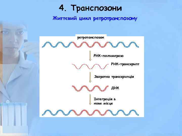 4. Транспозони Життєвий цикл ретротранспозону ретротанспозон РНК-полимераза РНК-транскрипт Зворотна транскрипція ДНК Інтеграція в нове