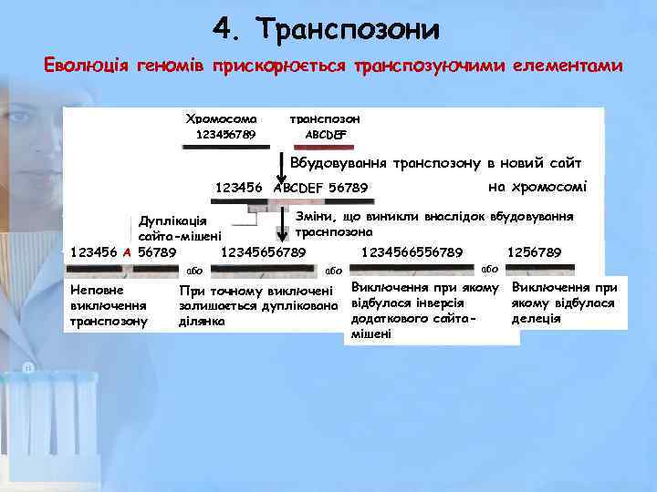 4. Транспозони Еволюція геномів прискорюється транспозуючими елементами Хромосома 123456789 транспозон ABCDEF Вбудовування транспозону в