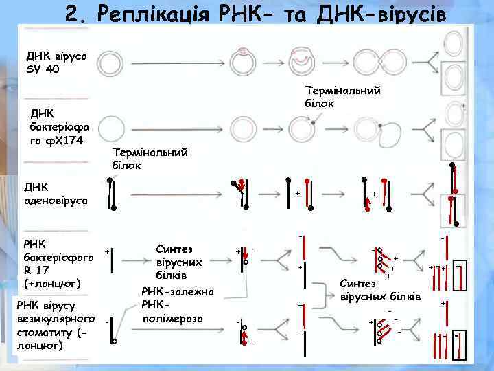 2. Реплікація РНК- та ДНК-вірусів ДНК віруса SV 40 Термінальний білок Синтез вірусних білків