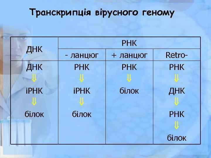 Транскрипція вірусного геному ДНК іРНК білок - ланцюг РНК іРНК білок РНК + ланцюг