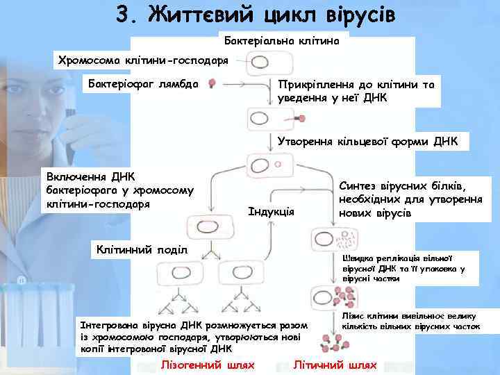 3. Життєвий цикл вірусів Бактеріальна клітина Хромосома клітини-господаря Бактеріофаг лямбда Прикріплення до клітини та